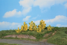  11800 - Forsythiensträucher, 3 - 6 cm (6 Stück)